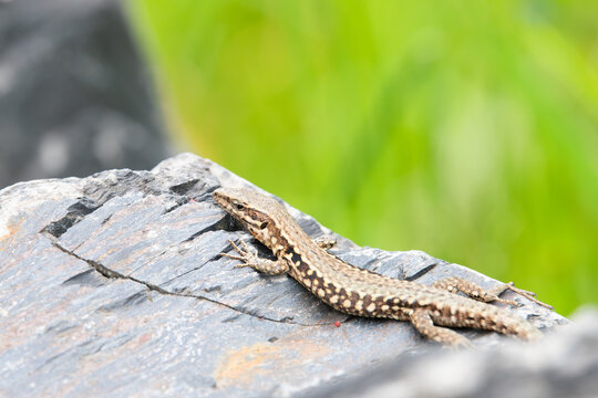 Common wall lizard on slate stone, Podarcis muralis , reptile living in Northern Europe and North America, wildlife moselle valley