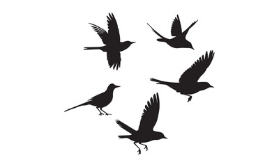 silhouettes of birds