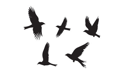 Obraz premium set of birds