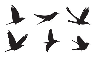 Fototapeta premium set of birds