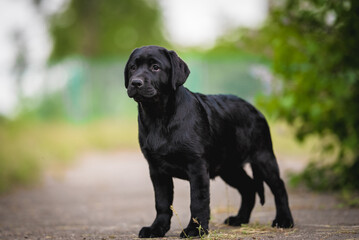 Photo of cute black labrador retriever puppy standing and looking sideways on summer green background