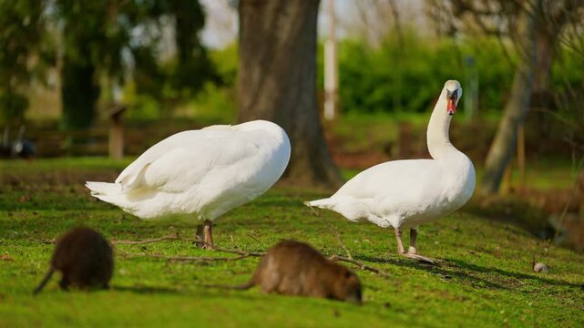 A pair of white swans resting on green grass near a beautiful pond in their natural habitat. There are nutrias running around nearby