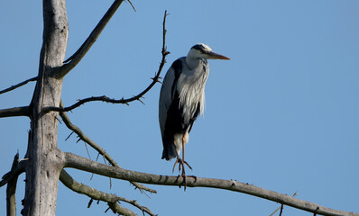 Majestic Grey Heron, Ardea cinerea, standing tall against clear blue sky