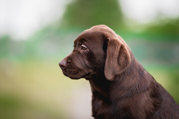 Close up sideways portrait photo of cute brown chocolate labrador retriever puppy on summer green background