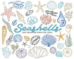 Seashells Whimsical style, hand-drawn vector illustration Collection