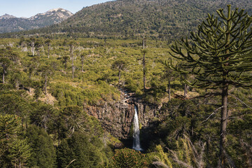 Cascada Coloco plunges from a rocky cliff, surrounded by lush green trees and Araucaria pines under a clear Patagonian sky