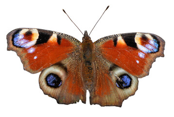 Colorful Peacock Butterfly (Aglais io) with eye spots on its wings, white background