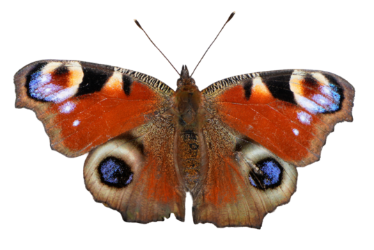 Colorful Peacock Butterfly (Aglais io) with eye spots on its wings, white background
