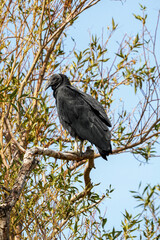 Black vulture perched on a tree branch with sparse green leaves against a clear blue sky