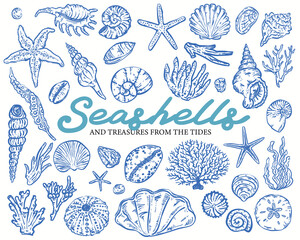 Seashells Whimsical style, hand-drawn vector illustration Collection