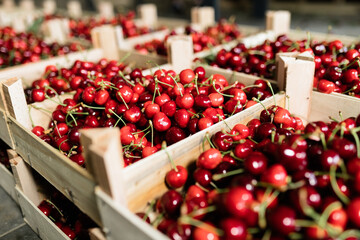 Fresh cherries collected in wooden crates at a bustling marketplace during summer harvest season