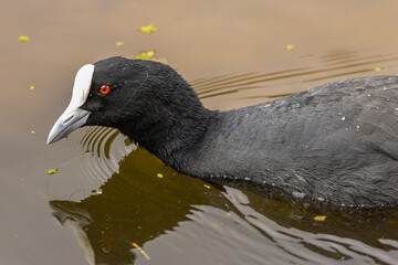 Close up of Eurasian Coot in a lake