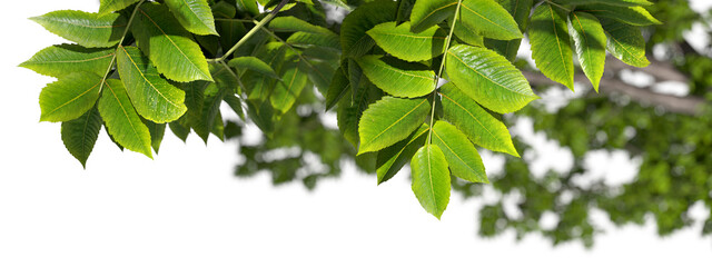 Tropics leaf forestry serenity close up blurred backgrounds on transparent backgrounds 3d rendering png