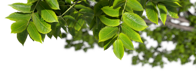 Tropics leaf forestry serenity close up blurred backgrounds on transparent backgrounds 3d rendering png