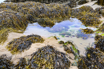 A rock pool on the beach with seaweed seascape