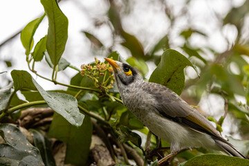 A Noisy Miner Bird perched on a branch