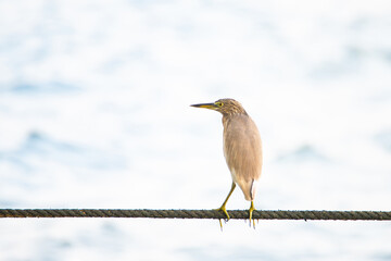 Indian pond heron bird or paddybird sitting on a rope, Kochi South India, asian Ardeola grayii