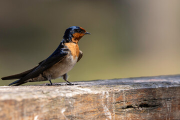 A Welcome Swallow perched on a handrail