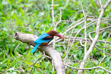 Braunliest, white throated kingfisher in India, Halcyon smyrnensis sitting on a tree branch, tropical bird with blue and brown plumage