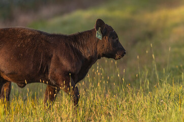 Black Angus calf