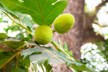Breadfruit tree, Artocarpus altilis, jackfruit family, tropical fruit in India, food plantation and...