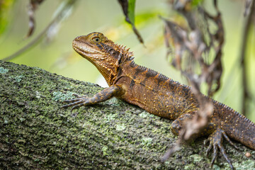 An Australian Water Dragon laying on a tree stump