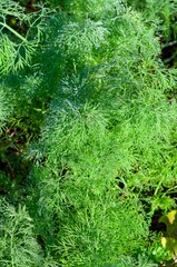 Fresh green dill plants thrive in the garden, adorned with tiny water droplets glistening in the light.