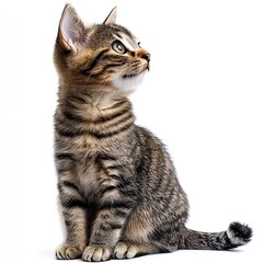Photo of Cat Isolated on white background