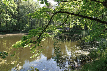 Lush green trees overhang a calm forest lake, their reflections dancing on the water's surface. This tranquil setting captures the peaceful essence of nature's beauty.