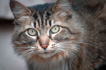 Fototapeta premium portrait of a cat
