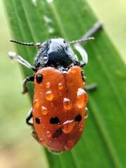 Lachnaia sexpunctata. Escarabajo de seis puntos con gotas de lluvia.
