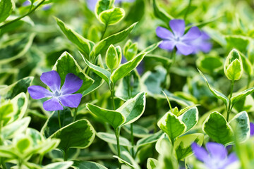Vinca major Variegata, barwinek, większy	