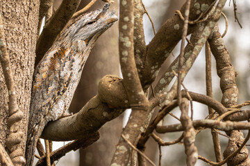 A Tawny Frogmouth perched in a tree