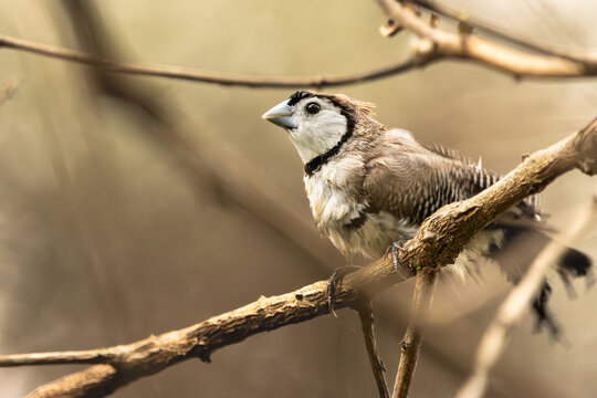 A Double-barred Finch perched on a branch