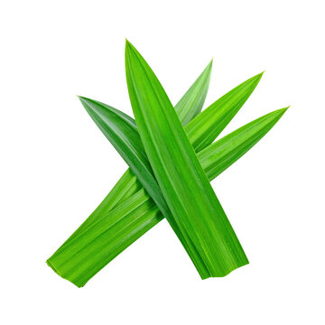 Fresh vibrant green pandan leaves with long pointed shape and glossy texture isolated on white background used for cooking flavo or decoration