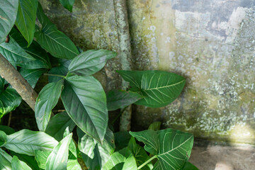 alocasia and calathea planted on corner of old concrete wall covered with humid moss