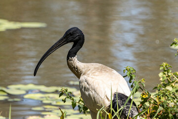 An Australian White Ibis with water background