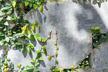 old concrete wall with vines climbing plant cement backgrounds triangle ventilation hole