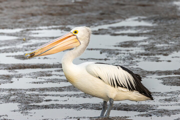 An Australian Pelican on a beach with food in its beak