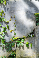 old concrete wall with vines climbing plant cement backgrounds triangle ventilation hole