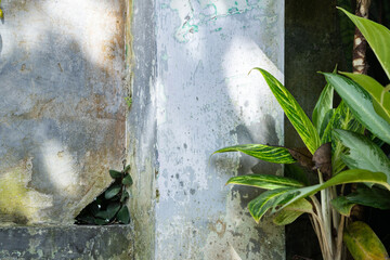 old concrete wall with calathea house plant covered with moss empty copy space