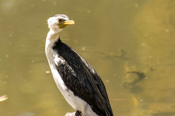 A Little Pied Cormorant by a lake