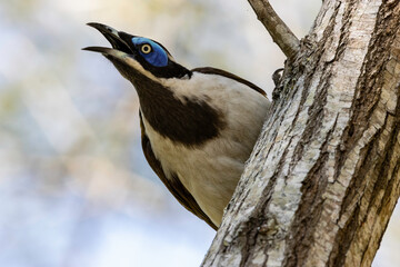 Portrait of a Blue-faced Honeyeater with beak open