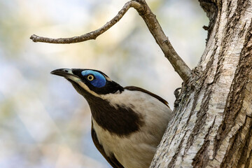 Portrait of a Blue-faced Honeyeater 
