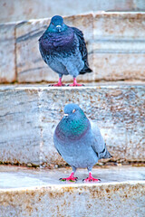 Two City Pigeons Perched on Marble Steps