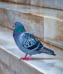 Rock Pigeon: City Bird on Marble Steps - Detailed Photo