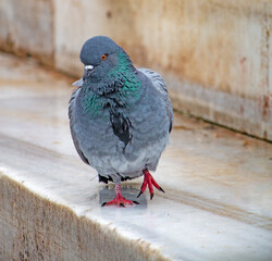 City Pigeon: Close-Up of a Rock Dove on Urban Surface
