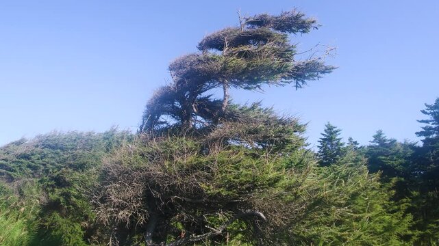 Autecology. Dendrology. Spruce and pine dwarf trees on windy coast of Sea of Japan, where cyclones are frequent. South Sakhalin. Curved top of tree (wranglands) suggests dominant winds from northeast