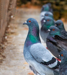 Close-up of Rock Pigeon; City Birds, Avian Wildlife Photography