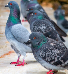 Majestic Pigeons: A Close-Up View of City Birds